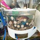 어람회집 이미지