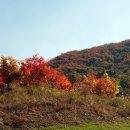 보석사   은행나무 이미지