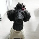 까미헤어 이미지