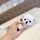 해피애견타운 강아지고양이 포항점&현살롱드펫(북구) | 포항강아지분양 믿고 맡길 수 있는 해피펫타운에서 만났어요