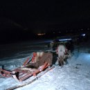 로바니코 | [북유럽여행/노르웨이 트롬쇠투어] 순록이 끄는 썰매를 타고 오로라를 보며 사미족을 만나러 가자!