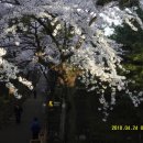 도화초등학교 앞 이미지