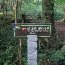 천년비자 이미지