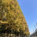 🍁 #가을 감기, 그리고 퓨어세틴 후기