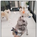 포근하개 이미지