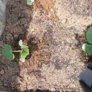 남중농장 이미지