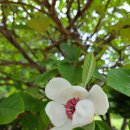 산목련 Daum카페