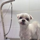 온유동물병원 | 광교 이의동 온유동물병원 애견미용 노견미용 주차 운영시간