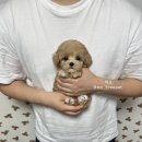 마요펫