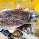 신안우럭 이미지