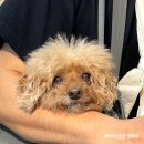 버블독스(안산초지점) | 안산 애견미용 추천 : 노견도 편안한 미용과 스파, 버블독스 안산초지점