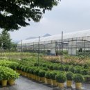 광일농원 이미지