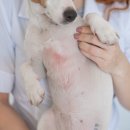 동물심장병원 진심 이미지