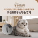 유래메디칼 | 고양이 만성 방광염과 재발성 요도폐색 치료 과정, 회음요도루 성형술 후기, 애니컴메디컬센터
