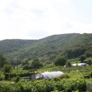 서리상반고려백자요지 이미지