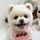 몽들레 네이버블로그