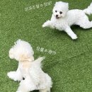 헬로우버디 광교점 | 광교애견유치원 헬로우버디 광교점 체험등원 후기