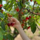 진도체리원 이미지