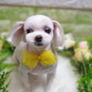 다온애견미용 이미지
