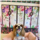 폴링인독 이미지