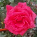 3.1운동길B 이미지