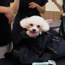 쉽게 배우는 강아지 아로마 테라피 이미지