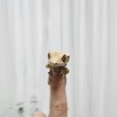 리얼게코 | 지렙 용과맛 크레스티드 게코 먹이 기호성 리얼 후기