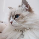 묘들링(Meowdeling)
