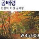 개미여행사