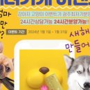 광주강아지분양 고양이분양 24시 데려가개본점 이미지