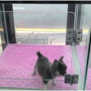 The멍멍 이미지