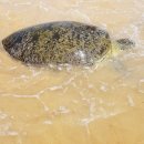 거북사 - 전주시 완산구 화산천변로 29 | 거북사