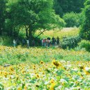 태백 해바라기 축제 이미지