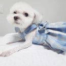 부티크멍 애견미용실 이미지