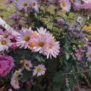 부석사 아래 단풍길 펜션 | [영주]부석사의 가을:은행은 날리고 단풍은 절정~