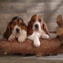 이삭애견훈련소 이미지