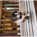 청주강아지분양 애견입양 애견미용 바른펫 이미지