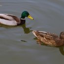 풍경 있는 호수 이미지