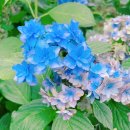 경성살롱 이미지