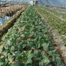 유일한농장 이미지