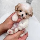 댕스마일 이미지