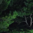 벚꽃길민박