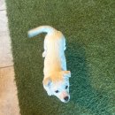 유디펜션 | [포천글램핑 추천 : 포천 더세븐글램핑카라반] 재방문의사 100% 대만족한 리얼후기🏕️