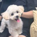 지혜롭개 이미지