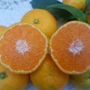 민영농장 이미지