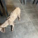 꽃님이네 오징어 이미지