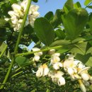 설레이다 이미지