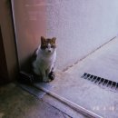 검은고양이 | 보령>검은고양이 서점카페 내돈내산 솔직후기/에그타르트/바스크치즈케이크/오레그랏세/초코라떼