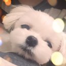 펫아울렛(수영강변점) 이미지