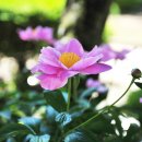 감자마을 이미지